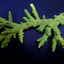 Acropora solitaryensis (Green Hairy Monster)