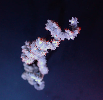 Cirrhipathes spp.