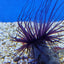 Pachycerianthus spp. (Dark)