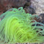 Pachycerianthus spp. (Green)