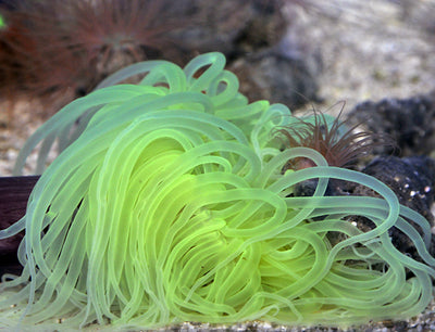 Pachycerianthus spp. (Green)