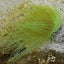 Pachycerianthus spp. (Green)