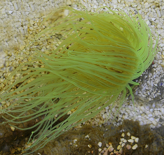 Pachycerianthus spp. (Green)