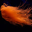 Pachycerianthus spp. (Orange)
