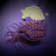 Pachycerianthus spp. (Dark)