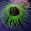 Pachycerianthus spp. (Green)