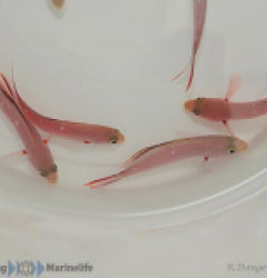 Paranthias furcifer x