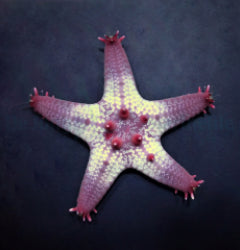 Pentaceraster aleolatus