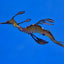Phyllopteryx taeniolatus - T.B. (Temperate water)