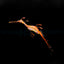 Phyllopteryx taeniolatus - T.B. (Temperate water)