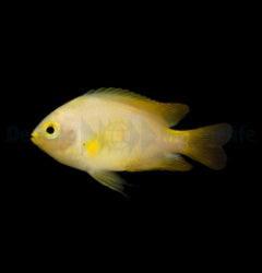 Pomacentrus moluccensis - T.B.