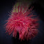 Protula bispiralis (Red)