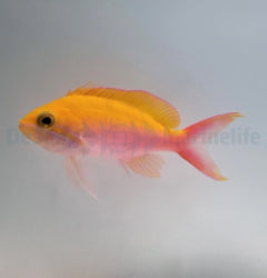Nemanthias bicolor (female) x