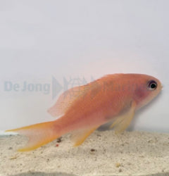 Pseudanthias cheirospilos (female) x