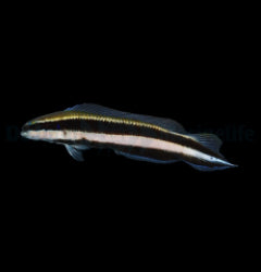 Pseudochromis sankeyi - T.B.