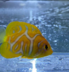 Pygoplites diacanthus (special pattern) - T.B.
