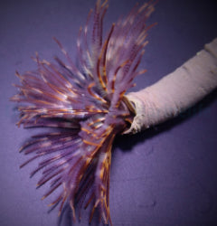 Sabellastarte magnifica