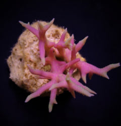Seriatopora hystrix (Pink) (frag) NZ