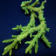 Acropora solitaryensis (Green Hairy Monster)