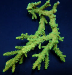 Acropora solitaryensis (Green Hairy Monster)