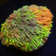 Goniopora spp. (Special Selected) (frag)