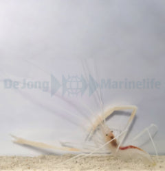 Stenopus pyrsonotus
