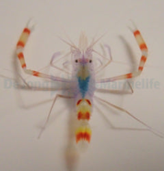 Stenopus tenuirostris