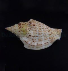Strombus spp.