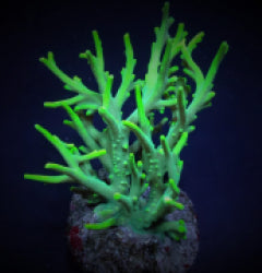 Acropora suharsonoi