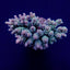 Acropora tenuis (Greenish)