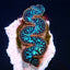 Tridacna maxima (Blue) (Ultra) (Pacific)