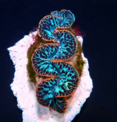 Tridacna maxima (Blue) (Ultra) (Pacific)