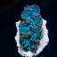 Tridacna maxima (Blue) (Ultra) (Pacific)