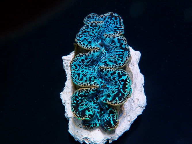 Tridacna maxima (Blue) (Ultra) (Pacific)