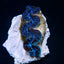 Tridacna maxima (Blue) (Ultra) (Pacific)