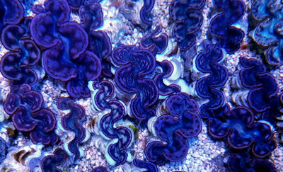 Tridacna maxima (Pink-Purple)