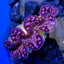 Tridacna maxima (Pink-Purple)