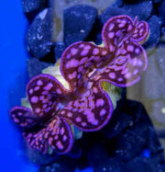 Tridacna maxima (Pink-Purple)