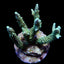 Acropora yongei