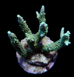 Acropora yongei
