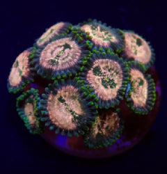 Zoanthus spp. (Hawaiian People Eater) (frag) NZ