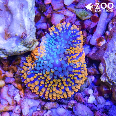 Ricordea forida Orange