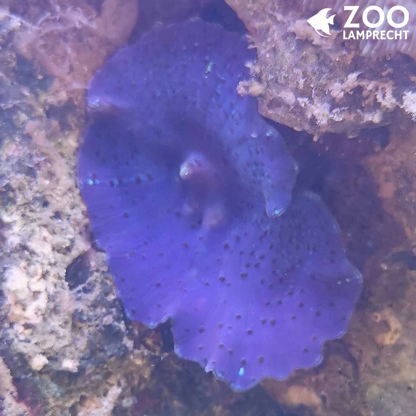 Scheibenanemone Blau