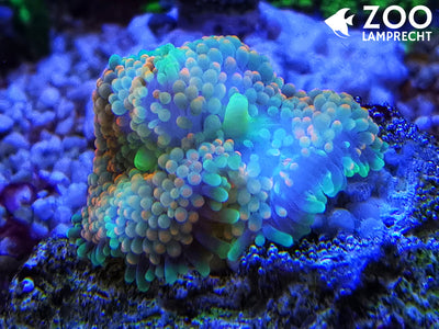 Ricordea florida Multicolor