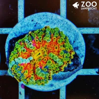 Ricordea florida Multicolor