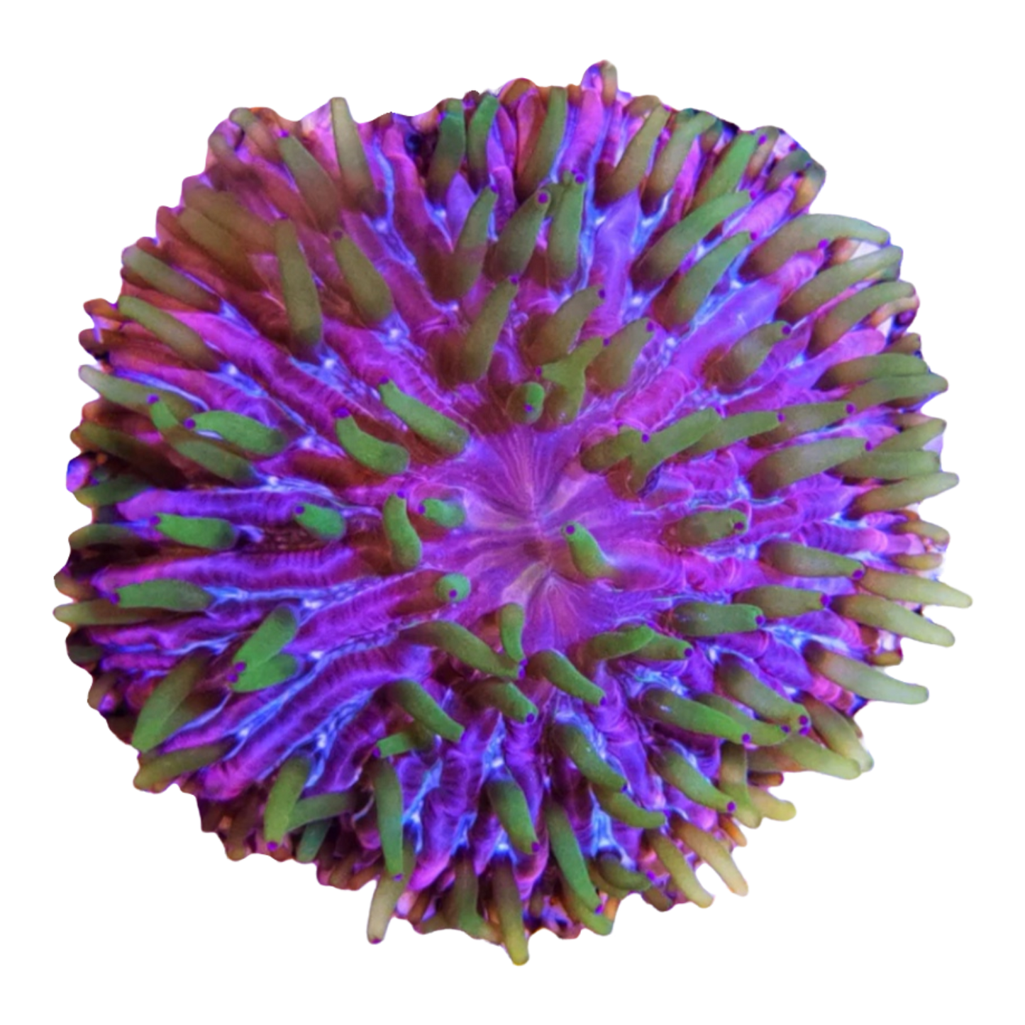 Fungia fungites "Tricolor"