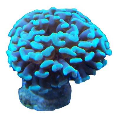 Euphyllia ancora 4848