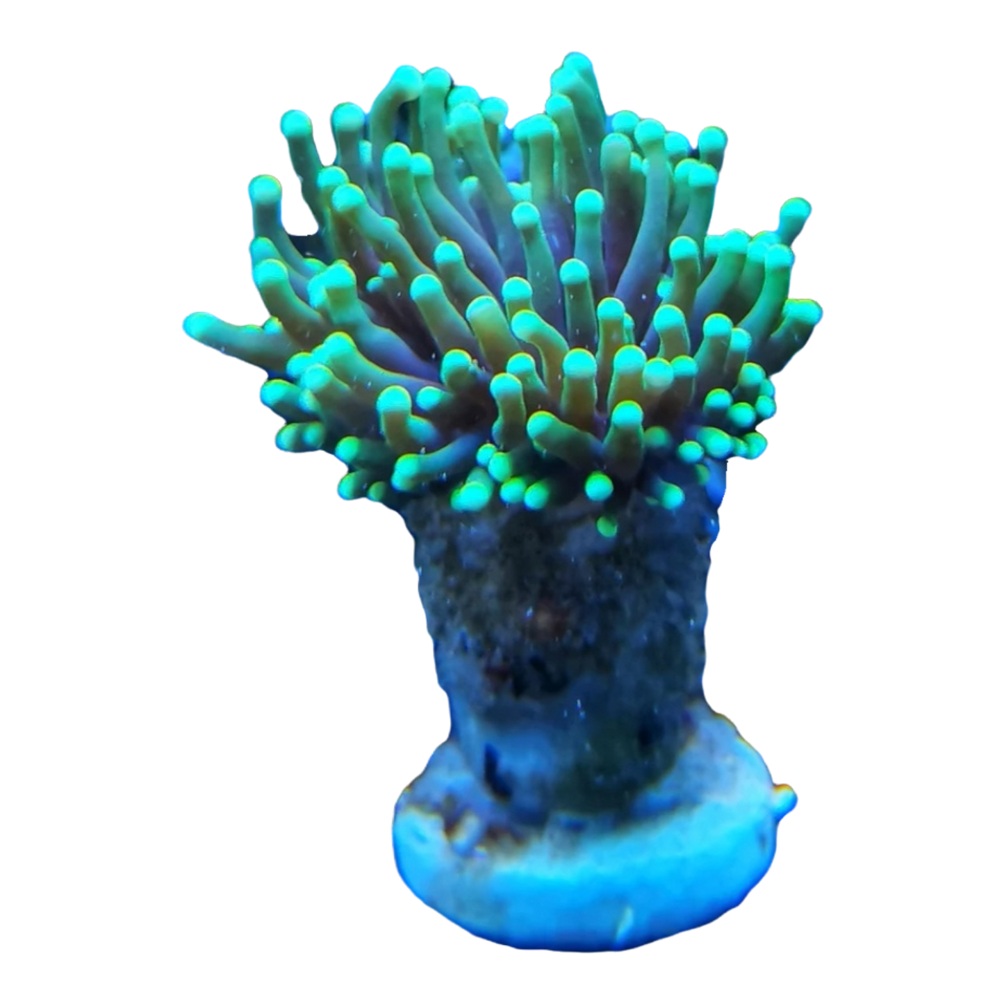 Euphyllia glabrescens 5542
