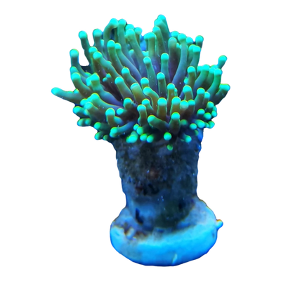 Euphyllia glabrescens 5542