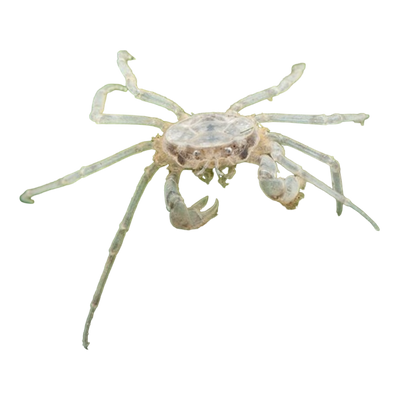 Microkrabbe - Limnopilos naiyanetri